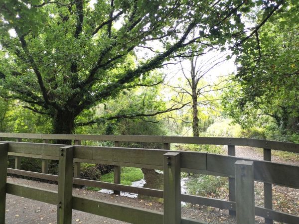 A small wooden bridge crossing a narrow stream at Hackney Marshes